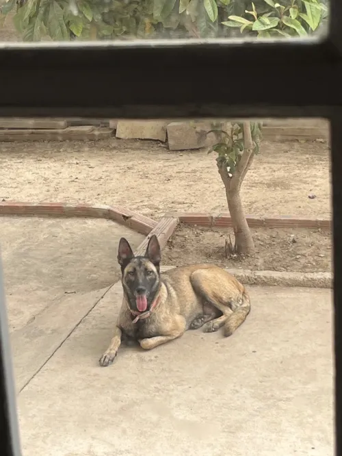 Chien Malinois Charboni
