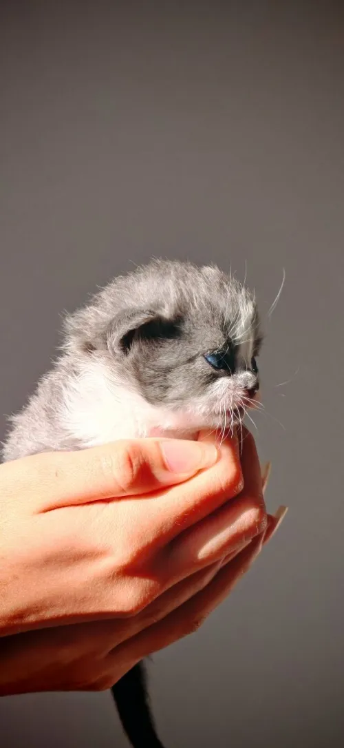 Scottish fold cat 