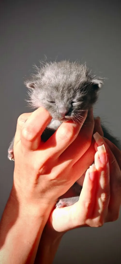 Chat Scottish fold 