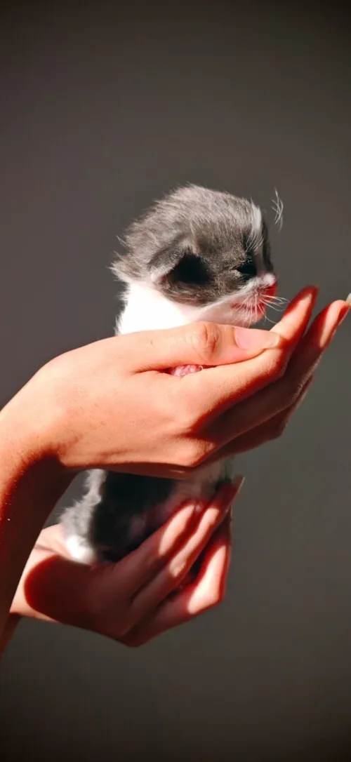 Scottish fold cat 