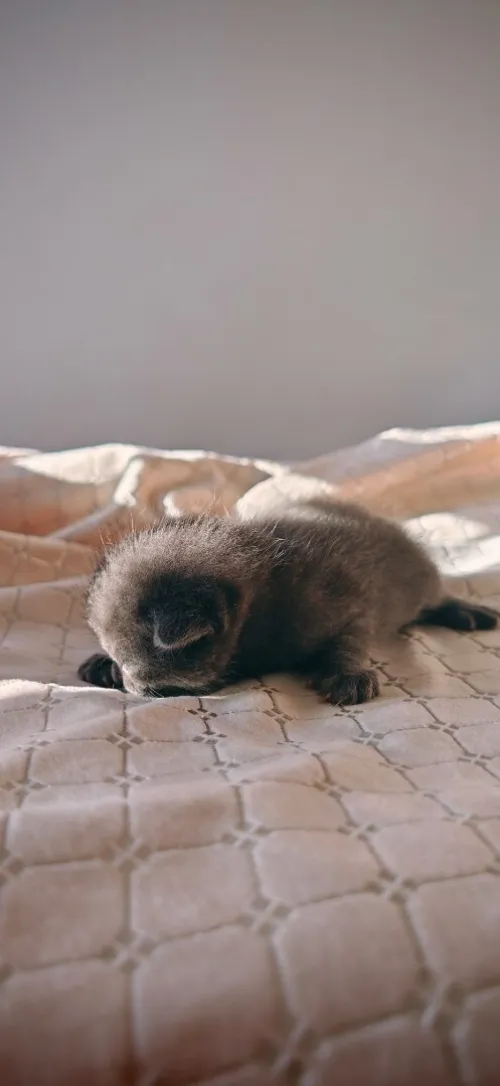 Chat Scottish fold 