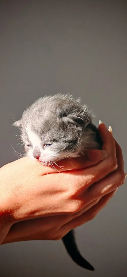 Scottish fold cat 