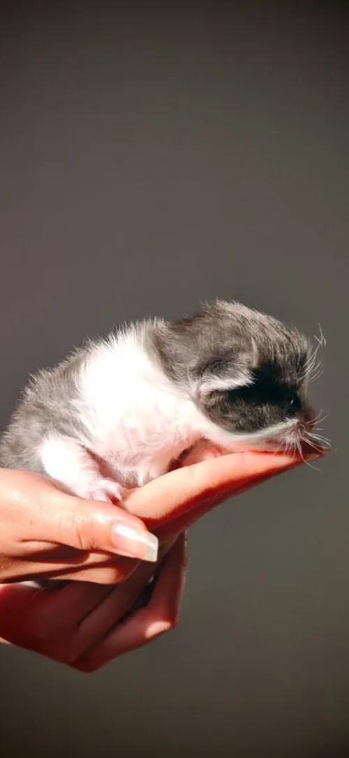 Chat Scottish fold 