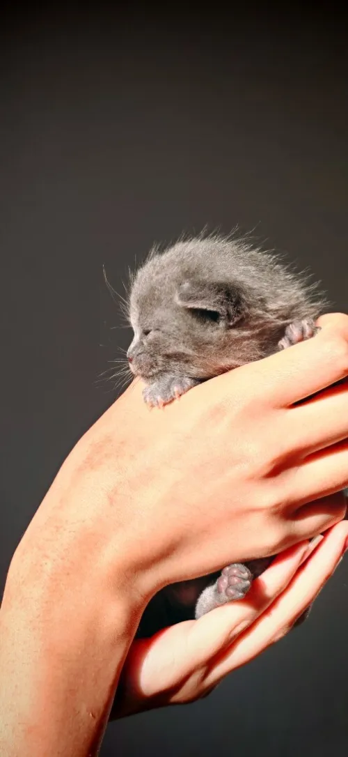 Chat Scottish fold 