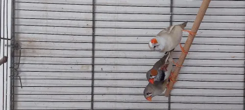 Couple mandarin