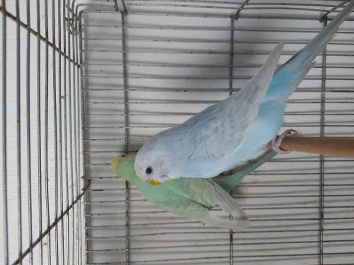 Couple perruche grey wings