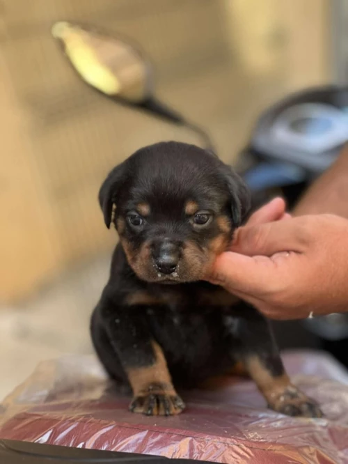 rottweiler