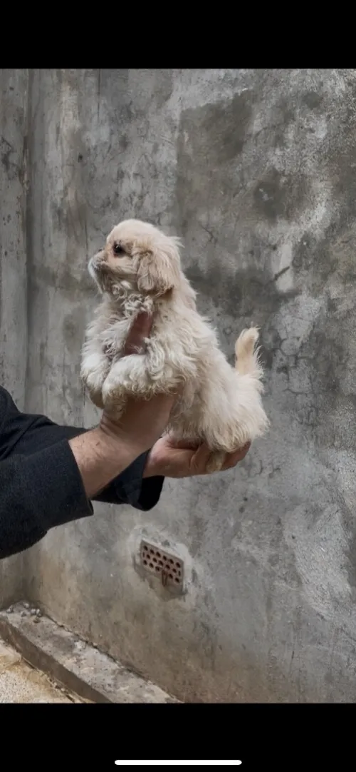 Chiots pékinois miel