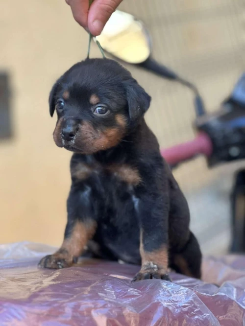 rottweiler