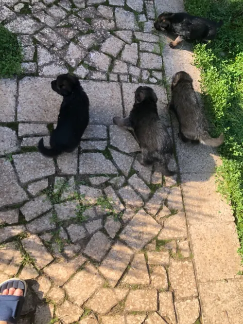 Chiots berger allemand âgé dun mois 