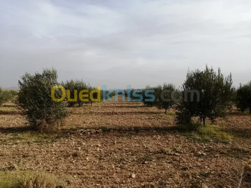 Vente Terrain Agricole Djelfa Benhar