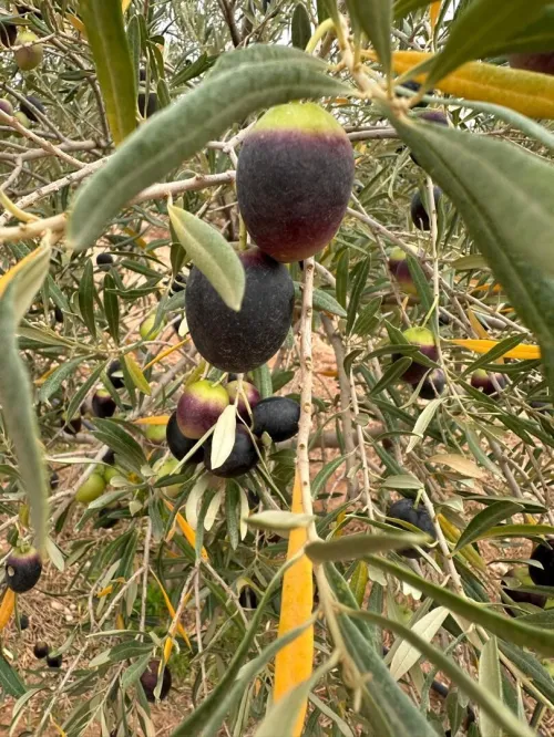 VENTE OLIVES EN GROS SUR ARBRES