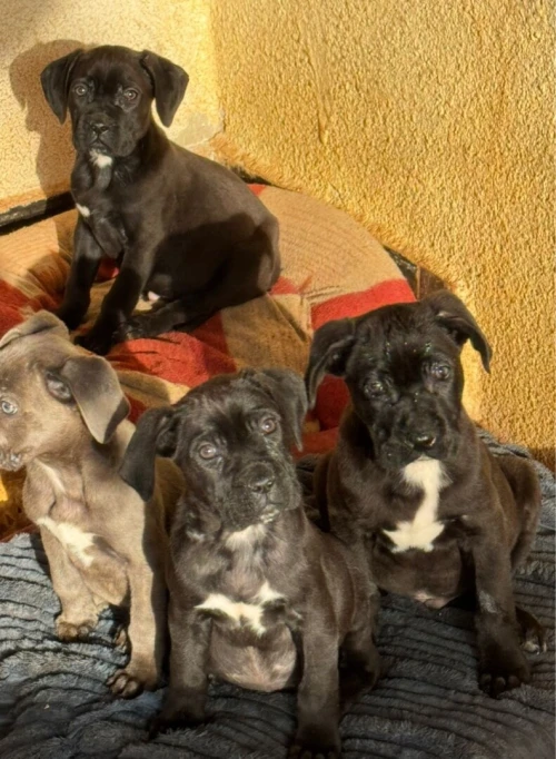 Cane corso