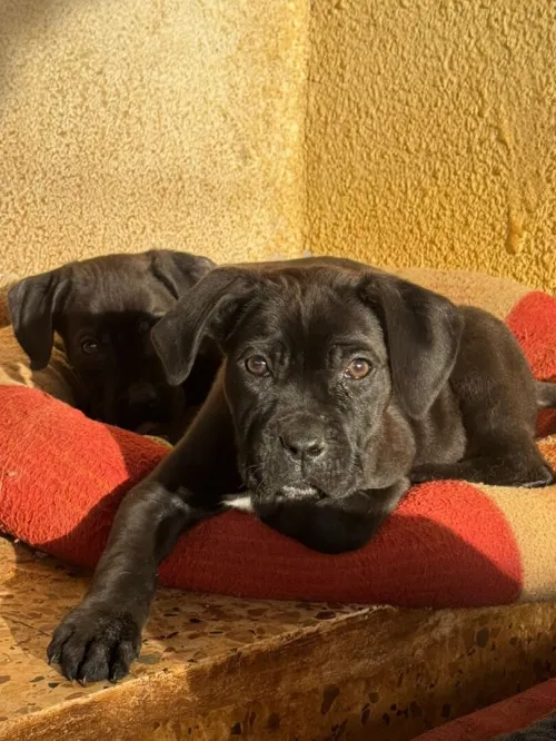Cane corso