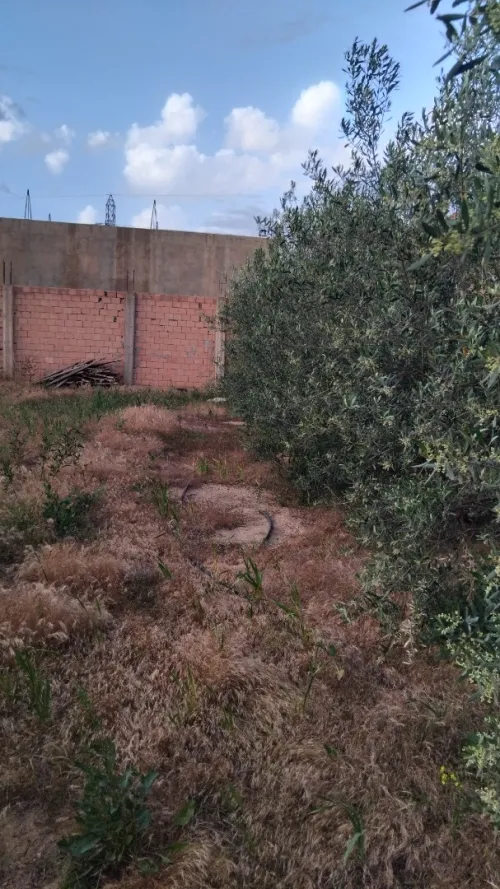 Vente Terrain Aïn Defla Ain defla