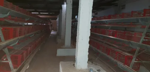Batterie poules pendeuses 4800 sujets