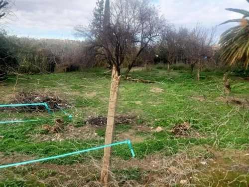 Vente Terrain Tlemcen Tlemcen