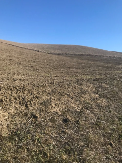 Vente Terrain Agricole Aïn Defla El hassania