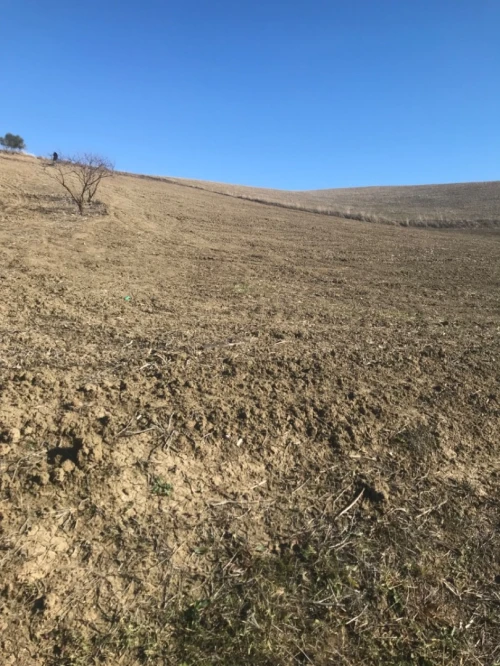 Vente Terrain Agricole Aïn Defla El hassania