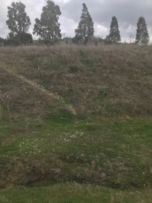 Vente Terrain Agricole Ain defla Hoceinia