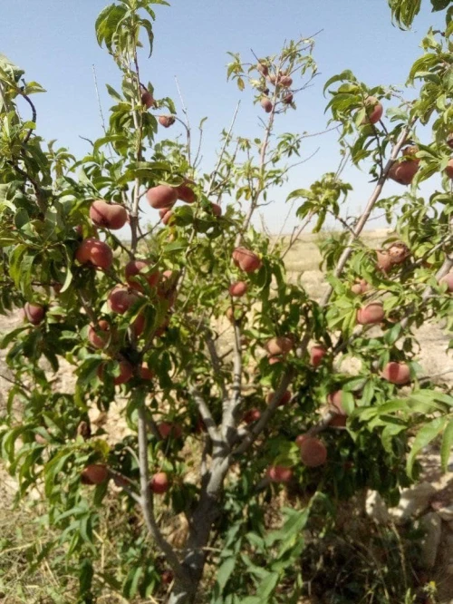 Vente Terrain Agricole Djelfa Bouira lahdab