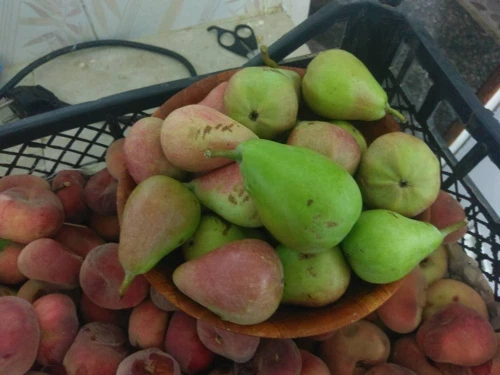 Vente Terrain Agricole Djelfa Bouira lahdab