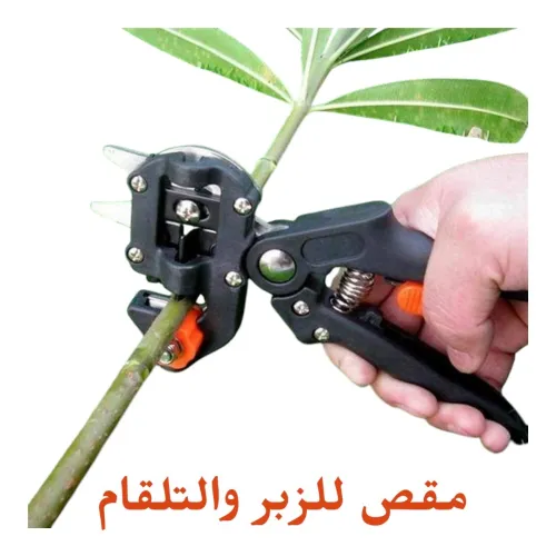 Sécateur de greffage مقص التطعيم والزبر