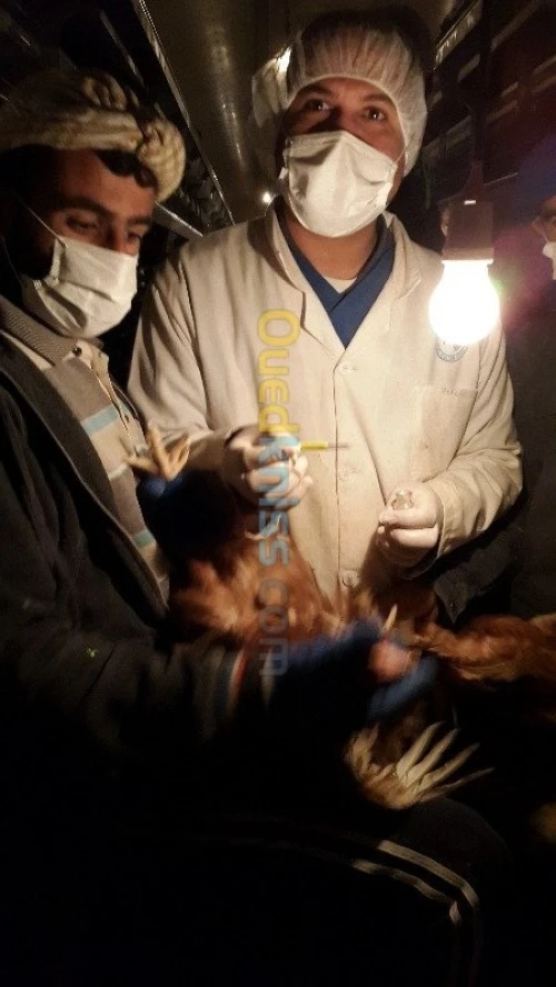 vétérinaire vaccinateur 