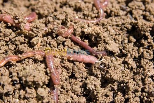 Analyse de sol agricole et les eaux 