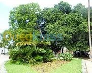 jardinage