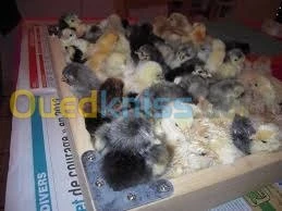 poussin brahma geant de t bonne qualit