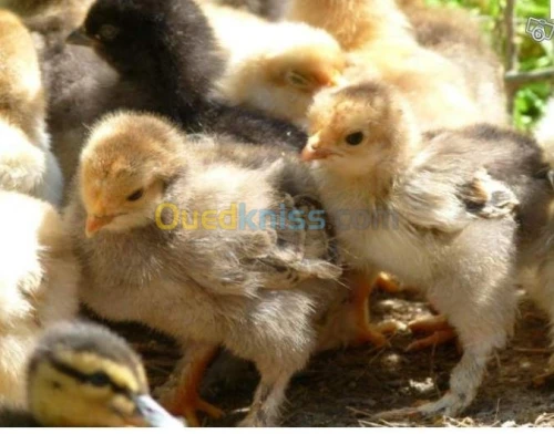 poussin brahma geant de t bonne qualit