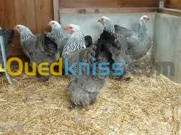poussin brahma geant de t bonne qualit