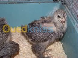 poussin brahma geant de t bonne qualit