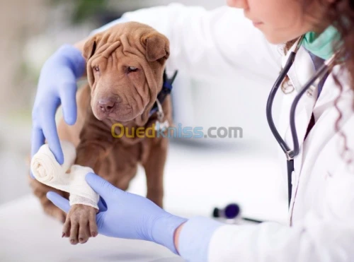  médecine préventive sante animale  