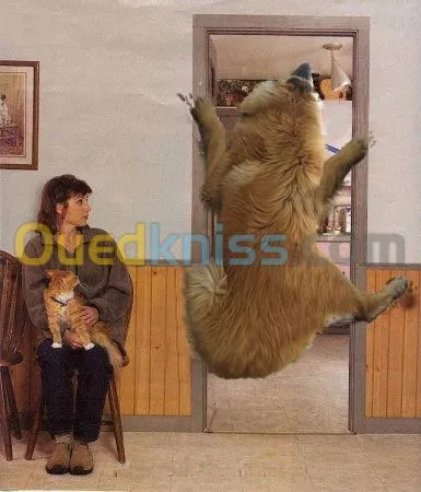  médecine préventive sante animale  