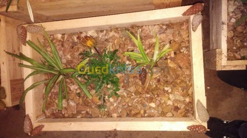 Aminagement espace verte et jardinage 