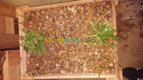 Aminagement espace verte et jardinage 