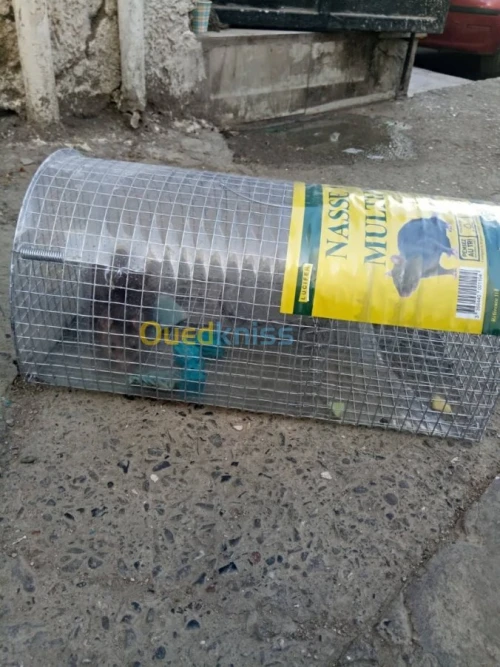 dératisation  rats souris 