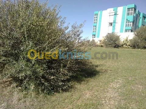 Vente Terrain Mila Zeghaia
