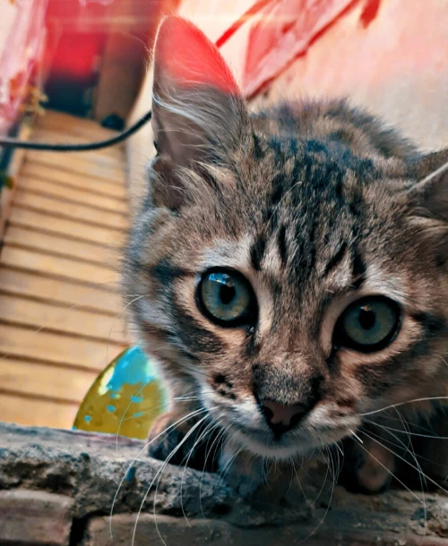 Garderie pour chat et chien