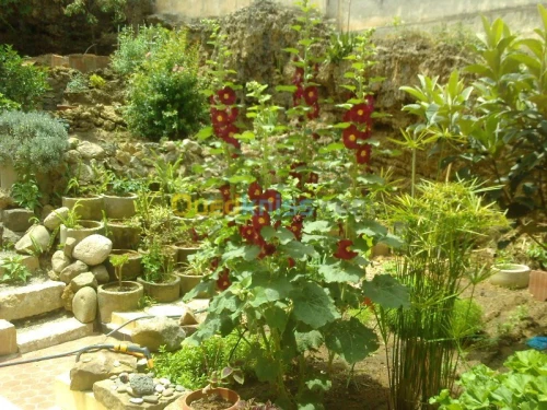 Vente Villa Alger Belouizdad