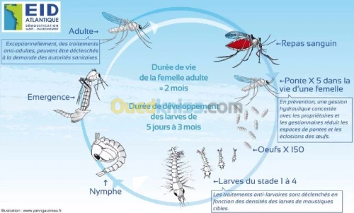 anti moustique 