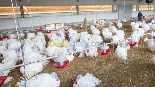 Investir dans dinde et poulet de chair