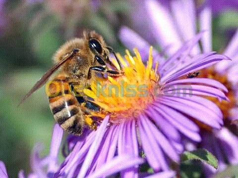 العلاج الطبيعي لجميع الأمراض المستعصية