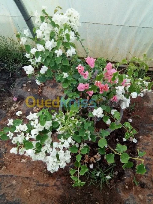  Jardinage