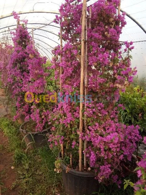  Jardinage