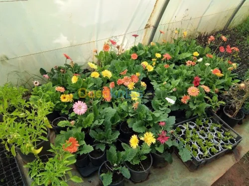  Jardinage
