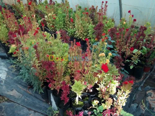  Jardinage