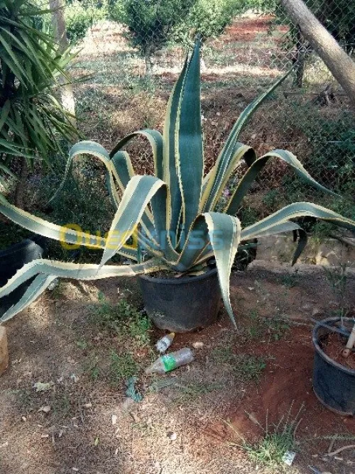  Jardinage